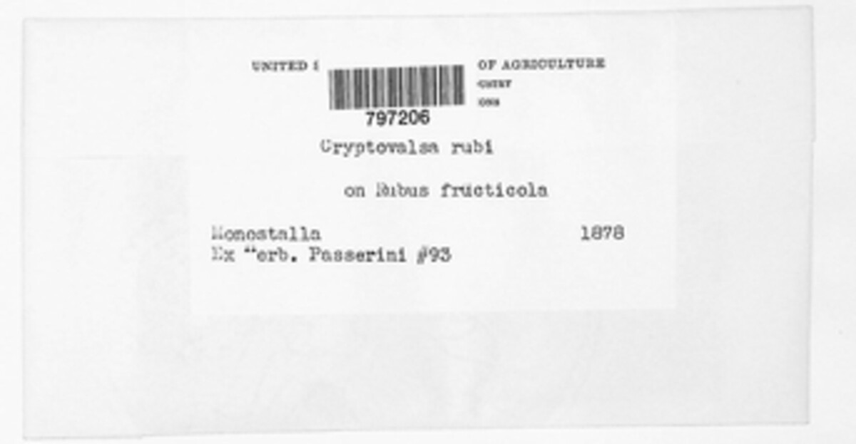 Cryptovalsa rubi image
